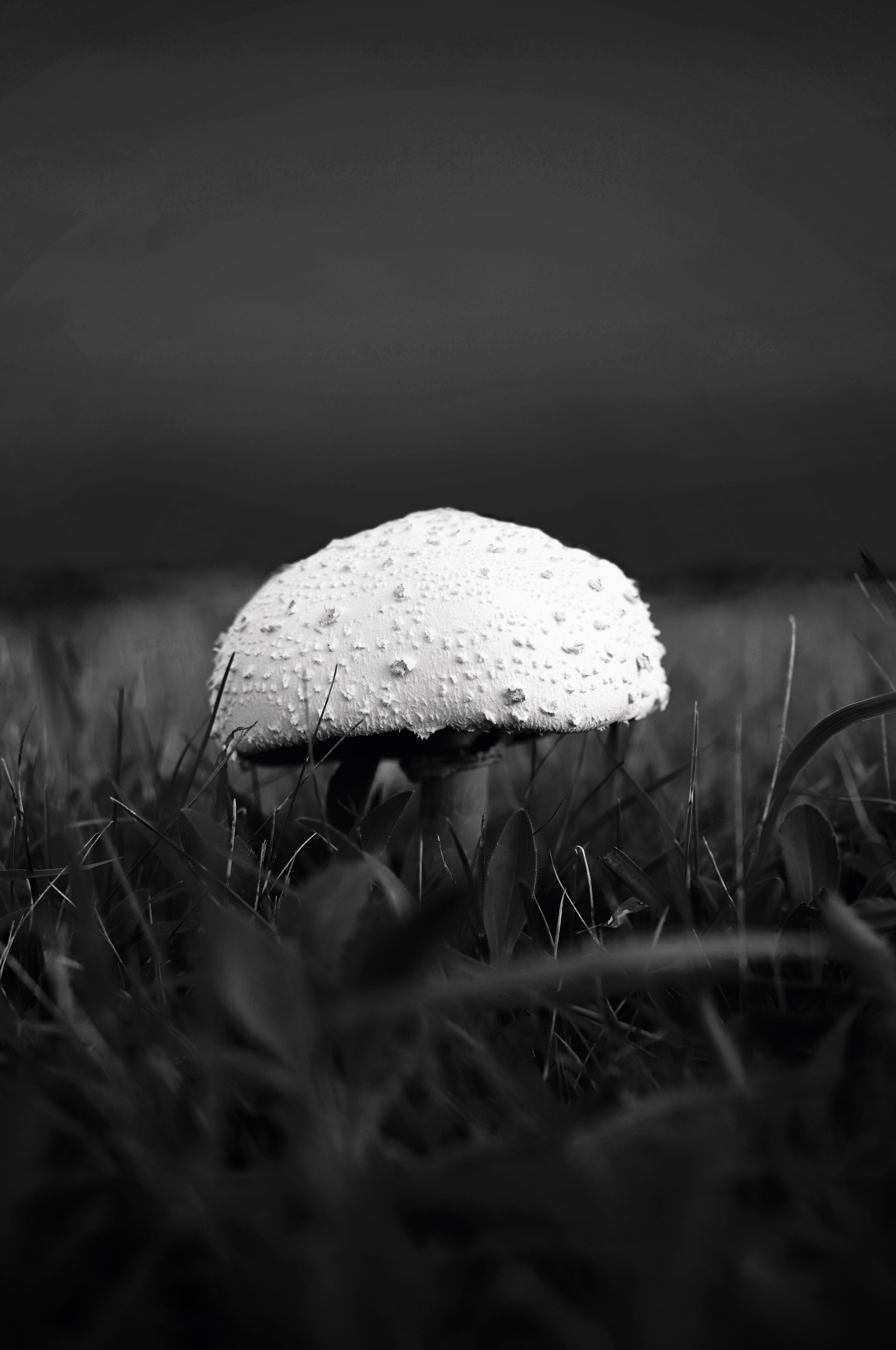 A white mushroom stands out against a black background of grass and sky.