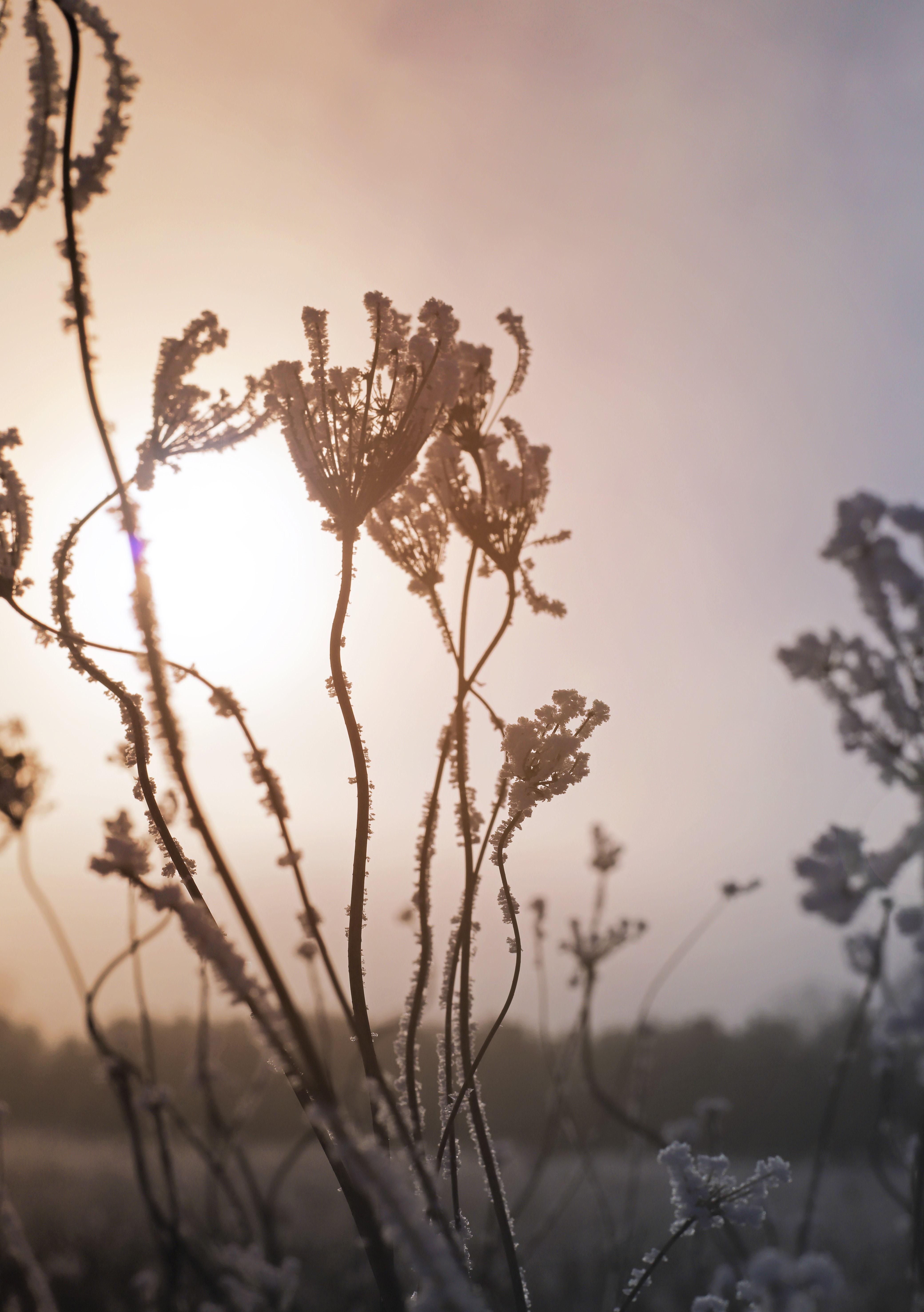 Evening light shines through frost-covered flowers.