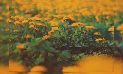 A field of dandelions.