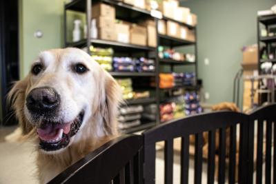 A golden retriever looks at the camera in front of shelves of goods at a pet supply store.