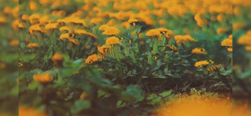 A field of dandelions.