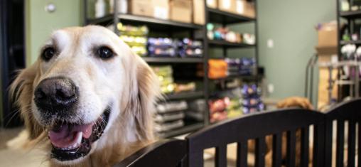 A golden retriever looks at the camera in front of shelves of goods at a pet supply store.