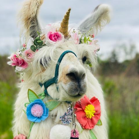 Earl, the llama, from Prairie Patch Farm