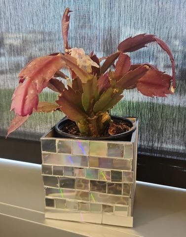 Reflective tiled square decorative planter holds a purple and green succulent plant. 