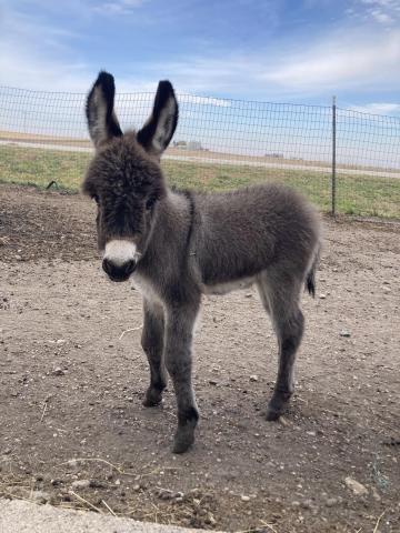 A baby donkey looks at the camera.