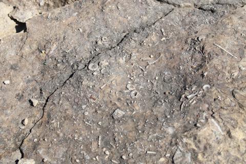 Small fossils are embedded in rock at the Devonian Fossil Gorge.