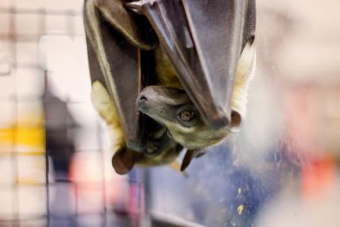 Two bats hang upside down in a cage.