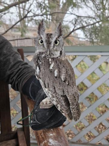 An owl sits on a handler's arm.