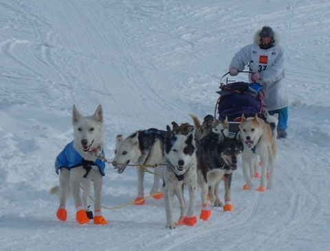 sled dog team pulling a sled against a snowy background