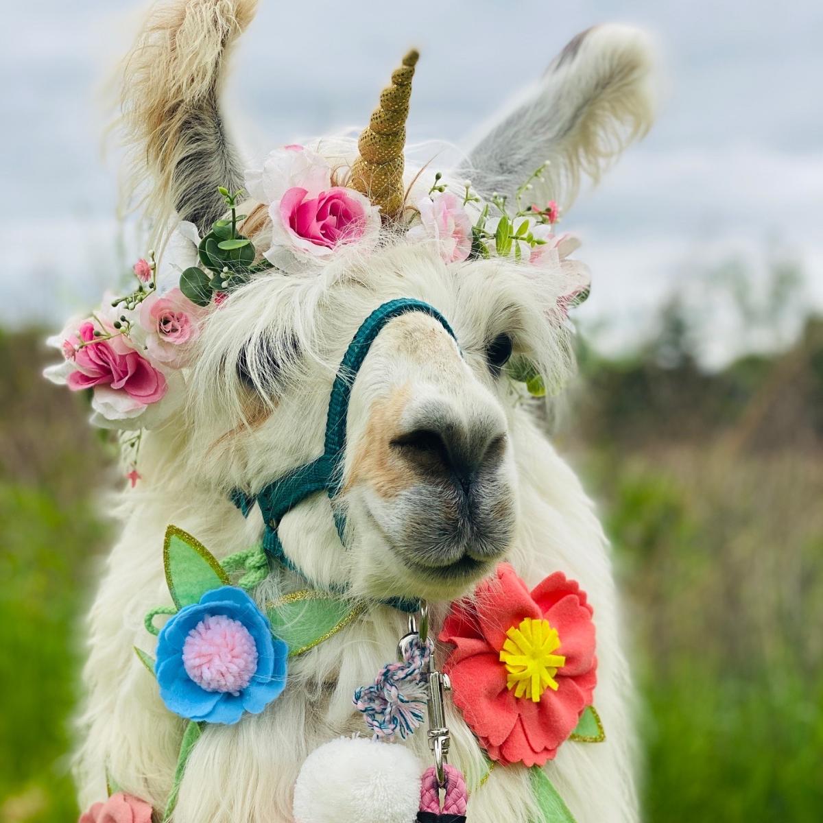 Earl, the llama, from Prairie Patch Farm