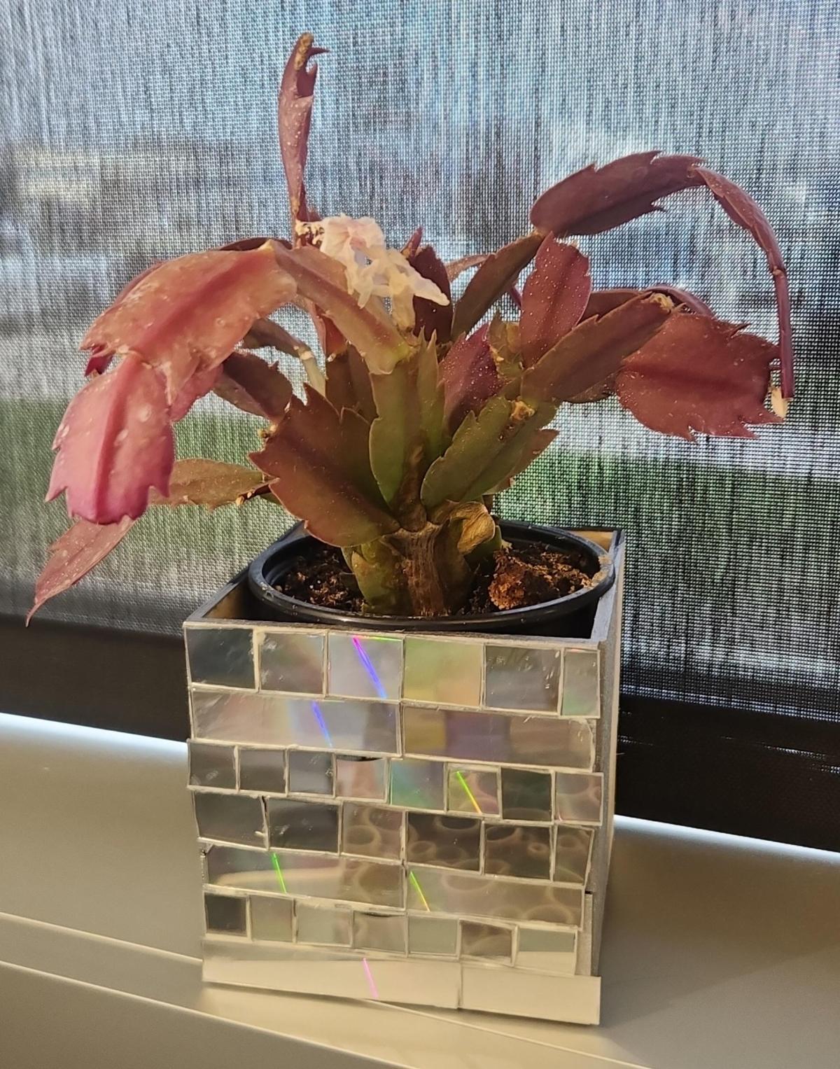 Reflective tiled square decorative planter holds a purple and green succulent plant. 