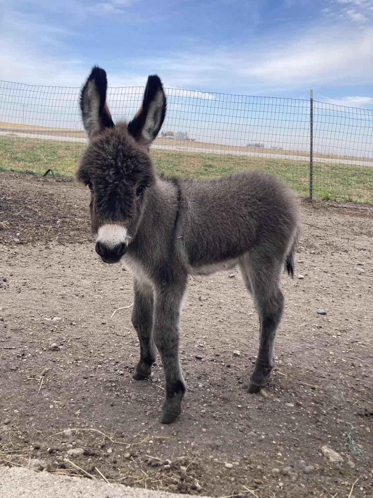 A baby donkey looks at the camera.